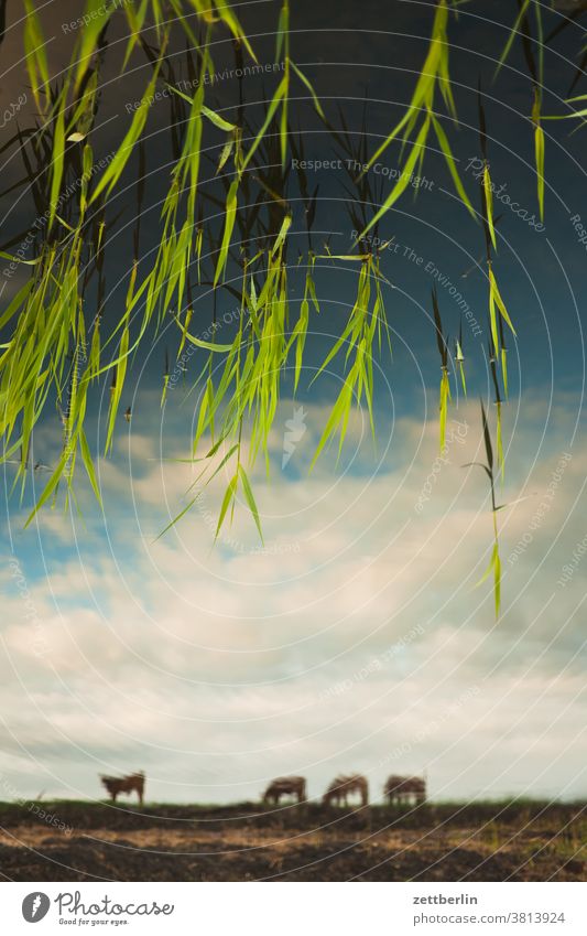 Seekühe im Spiegel teich see wasser wasseroberfläche fluß ufer dämmerung himmel spiegelung spiegeelbild abend feierabend sonnenuntergang herbst wolke