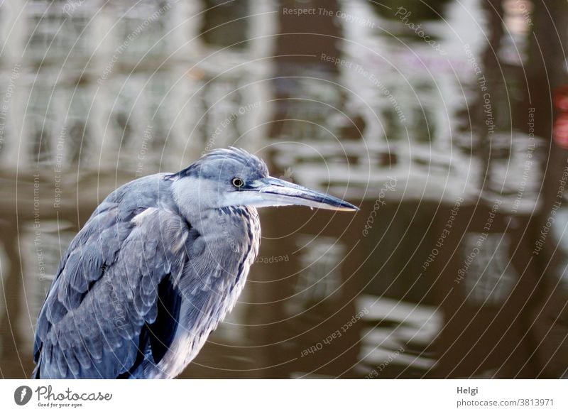 Nahaufnahme eines Graureihers, der mitten in Amsterdam am Rand einer Gracht steht Reiher Tier Vogel schwache Tiefenschärfe stehen schauen warten schönes Wetter