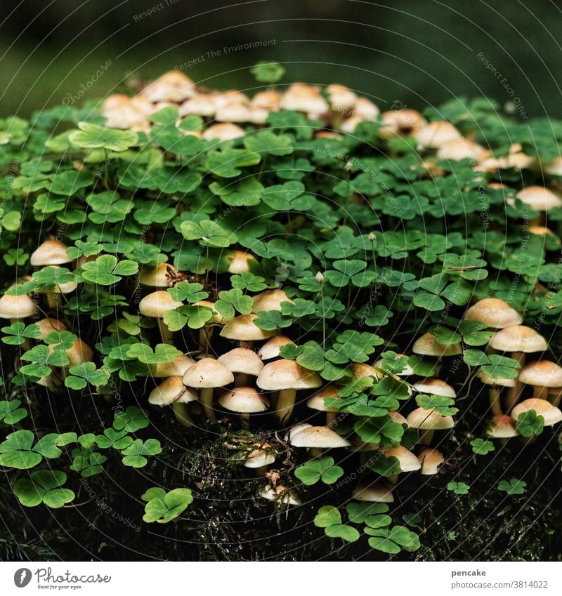 glückspilze Pilze Klee Glück Symbol Wald Herbst Kleeblatt Grünblättriger Schwefelkopf Baumstumpf Holz Glücksbringer verstecken Schwache Tiefenschärfe Glücksklee