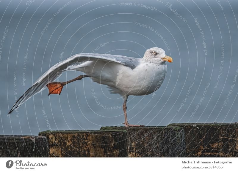 Möwe reckt und streckt sich Silbermöwe Larus argentatus Vogel Tier Ostsee Kopf Schnabel Auge Flügel Federn Gefieder Beine recken strecken Buhnen Tierporträt