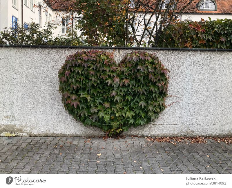 Busch in Herzform Herz (Symbol) Liebe Valentinstag Romantik Menschenleer Tag Gefühle Muttertag Zeichen Verliebtheit Farbfoto Außenaufnahme Mauer Natur Kitsch