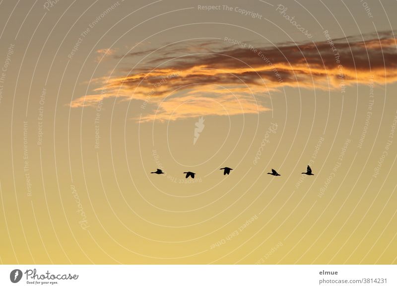 Laut schnatternd flogen die fünf Wildgänse ihrem nächtlichen Ruheplatz entgegen. Vogelflug Abendhimmel Wildgans Vogelbeobachtung Graugans Wolke Schönwetterwolke