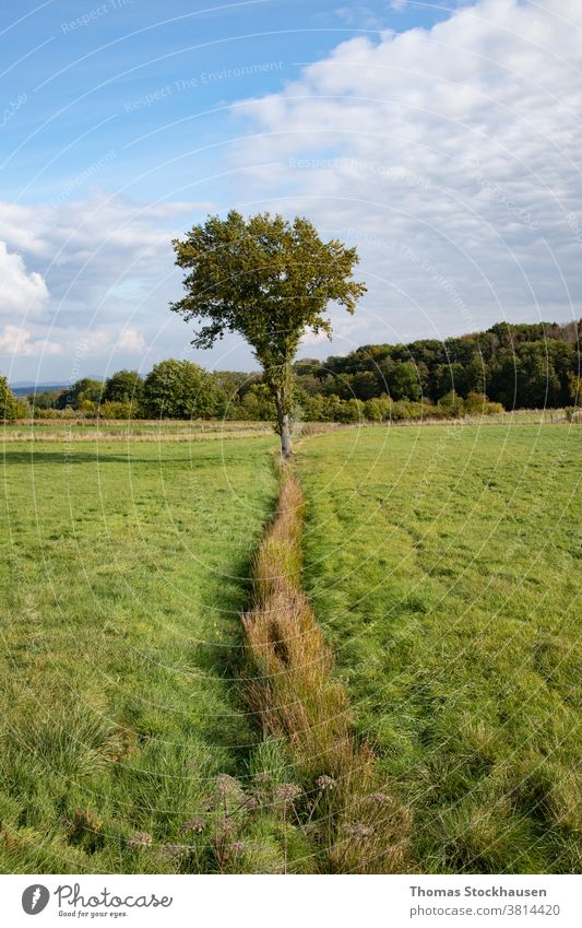 einzelner Baum auf einer Wiese, Wald im Hintergrund Ackerbau Ast hell Cloud Wolken Land Landschaft Tag Umwelt fallen Bauernhof Ackerland Feld frisch Gras