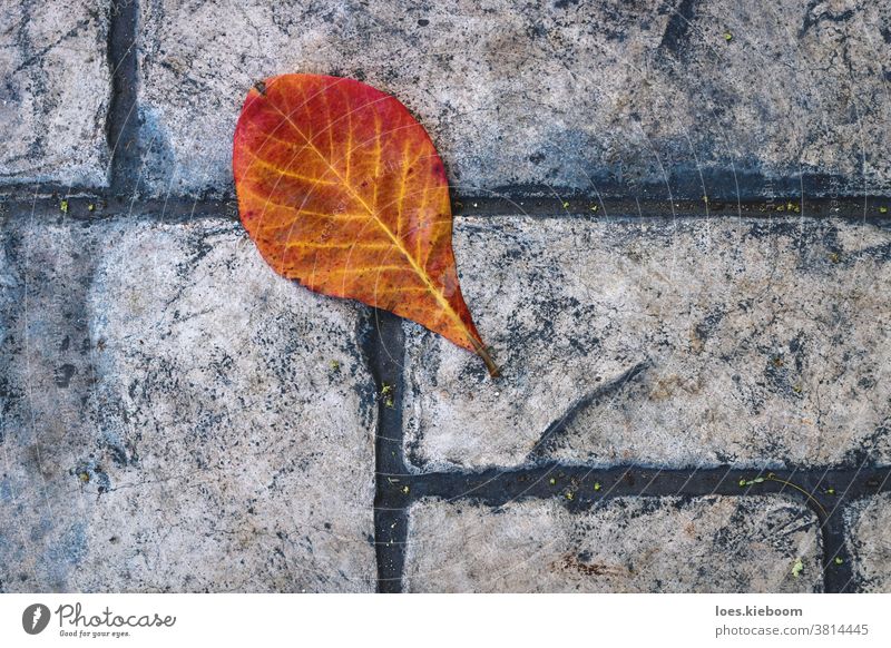 Rot-oranges Blatt auf altmodischem Steinpflaster, Mexiko Herbst Stock gelb Textur im Freien fallen Oberfläche Saison Hintergrund Muster Natur Nahaufnahme Ahorn