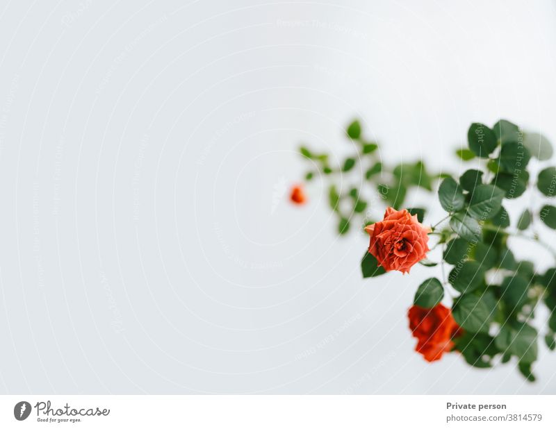 rote Rose auf hellem Hintergrund, Kopierfeld, Grußkarte Roséwein Rosenfarben rosa Blume Blatt Valentinstag Blumenstrauß weiß Blütenblatt Liebe Fotografieren