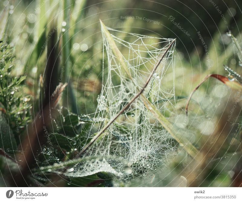 Morgennetz Spinnfäden Leben Grünpflanze natürlich Froschperspektive Grashalme Wachstum nah Wildpflanze frisch Idylle Frühtau glitzern nasses Gras ruhig funkeln