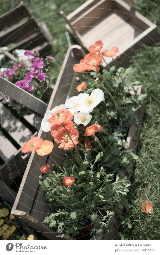 nehme mich mit Natur Pflanze Frühling Schönes Wetter Blume Wildpflanze Topfpflanze Mohn Garten Blühend Gartenarbeit Ausstellung angeordnet Präsentation