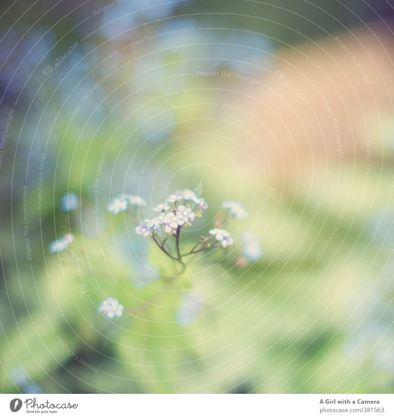 niemals vergessen Pflanze Frühling Blume Nutzpflanze Wildpflanze Vergißmeinnicht Garten Park elegant filigran zart schön Gedeckte Farben Außenaufnahme