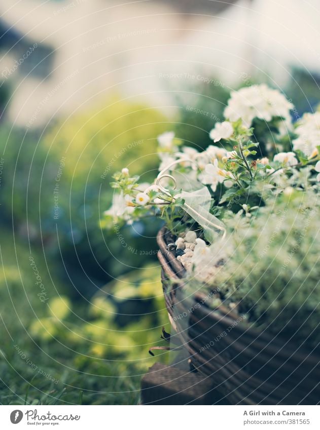 love in a basket Natur Pflanze Frühling Blume Garten Park Blühend weiß Frühlingsgefühle einladend verschönern Korb Blumentopf angeordnet Gedeckte Farben