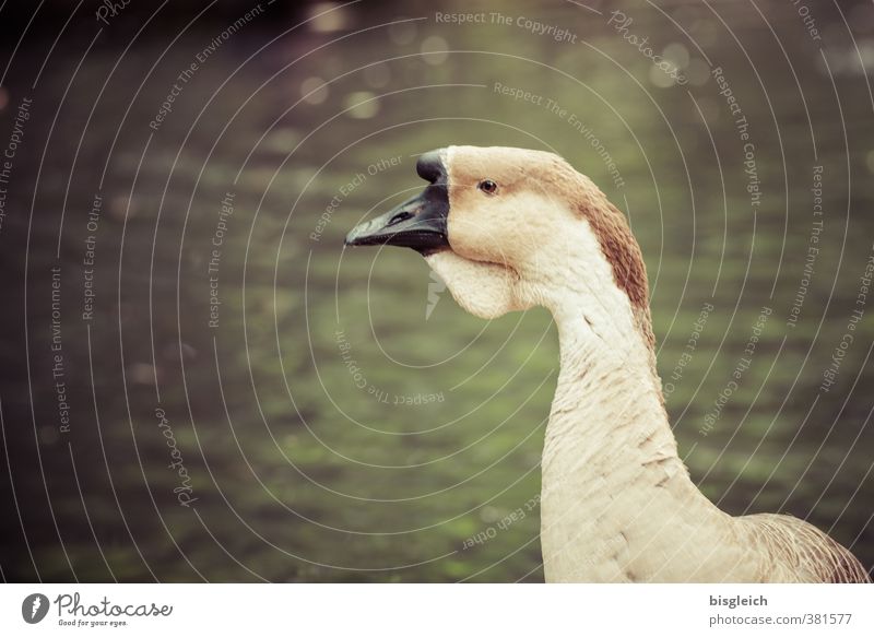 Höckergans Geflügel Teich See Tier Vogel Tiergesicht Gans 1 Blick braun grün achtsam Wachsamkeit Farbfoto Außenaufnahme Menschenleer Textfreiraum links