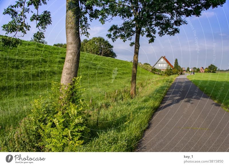 Weg am Deich mit Bäumen am Wegesrand und Häusern am Horizont Wege & Pfade Natur Landschaft Sommer Außenaufnahme Baum Menschenleer Straße Aussicht ruhig grün