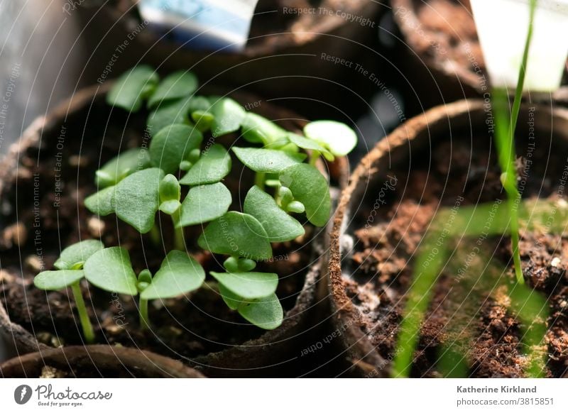 Basilikum Setzlinge Keimling sprießen Ackerbau Schmutz Baby jung neu Leben wachsen Wachstum wachsend Botanik Garten garedning Gartenarbeit Ökologie grün braun