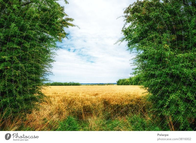 Goldenes Feld umgeben von grünen Bäumen Landschaft orange Laubwerk Szene ländlich Cloud rot Saison Tag natürlich idyllisch Pflanze Herbst Ernte Wald Weide Wiese