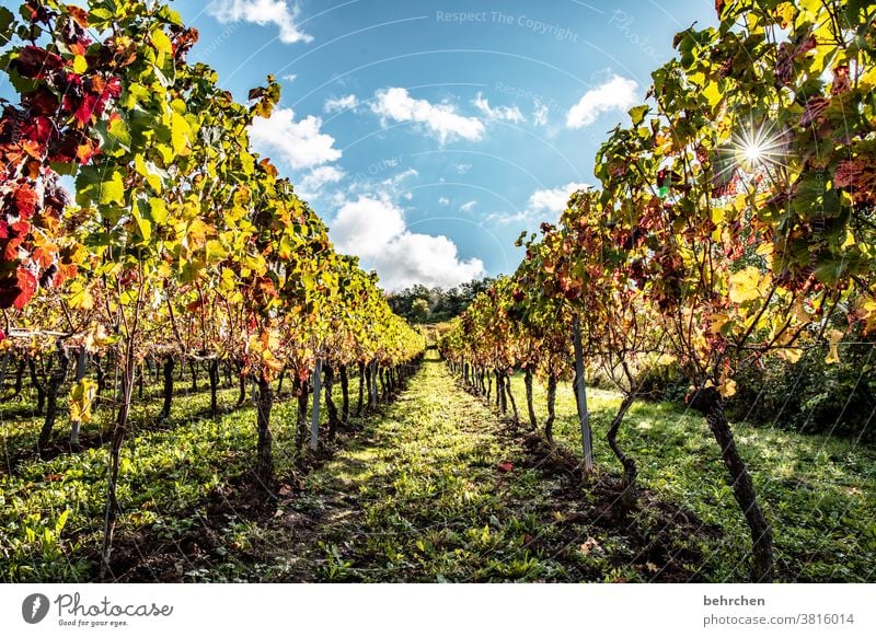 sonnenwein Wege & Pfade Moselsteig Hunsrück Moseltal Weinbau Rheinland-Pfalz Mosel (Weinbaugebiet) Sonnenlicht Ruhe Idylle Weinstock Farbfoto Himmel Weinberg