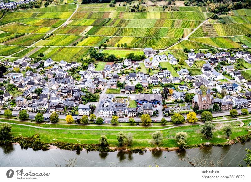 wohnen im und MIT wein Hunsrück Stadt Moselsteig Moseltal Weinbau Sonnenlicht Ruhe Weinstock Mosel (Weinbaugebiet) Rheinland-Pfalz Fluss Flussufer Idylle