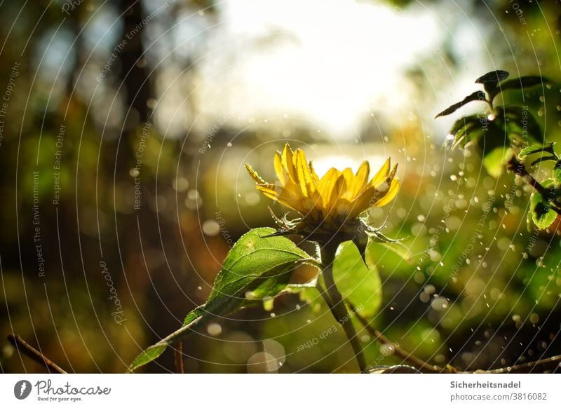 Sonnenblume Gegenlicht Blume gelb Pflanze Natur Außenaufnahme Menschenleer Sonnenlicht Nieselregen Bokeh Wassertropfen Schönes Wetter Licht Blüte Blühend