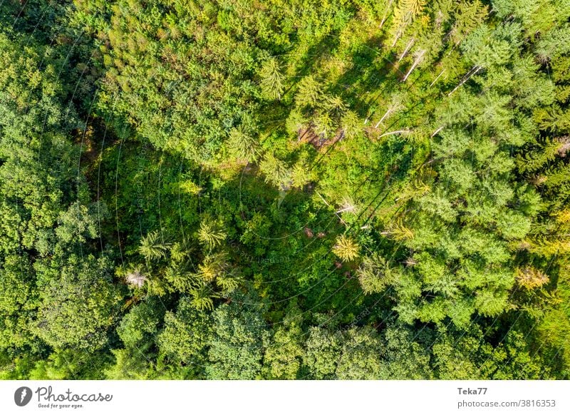 ein schöner grüner Mischwald von oben nach unten grüner Wald Wald von oben nach unten Sonne Sonnenwald Schattenwald sonnig Natur Nadelwald Bäume Baum Sommer