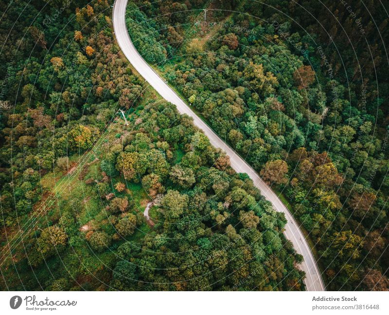 Straße mit Autos im Wald Wälder PKW Laufwerk erstaunlich grün Waldgebiet Fahrbahn Autobahn spektakulär Verkehr Fahrzeug malerisch Baum Route Natur Ausflug