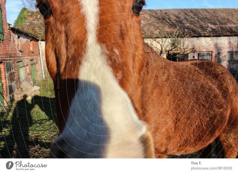 ein Bauernhof....ein Pferd ganz nah an der Kamera Polen polska farm Ranch horse Tier Außenaufnahme Mähne ländlich