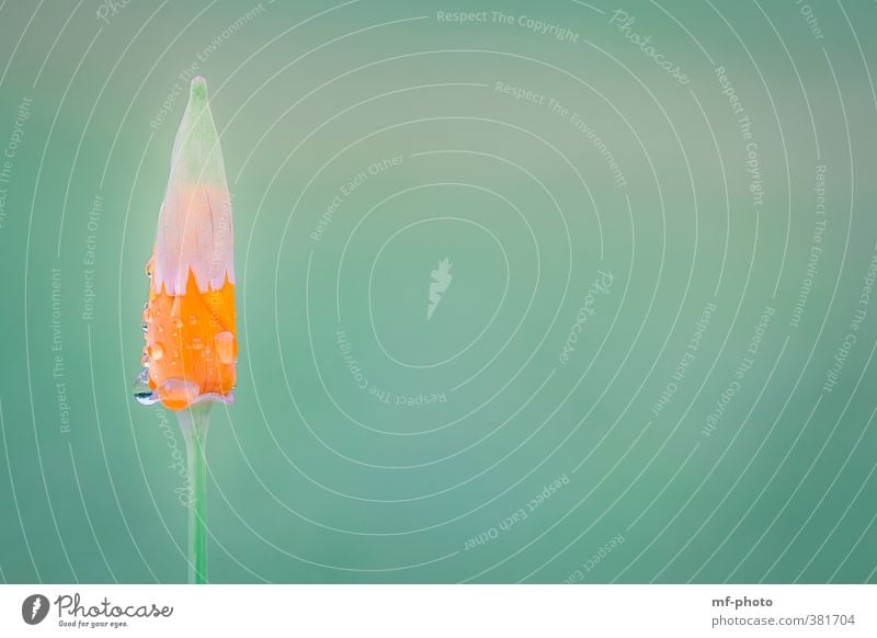 Sonnen- oder doch ein Regenschirm? Umwelt Natur Pflanze Blume Blüte Mohnblüte orange türkis Farbfoto Außenaufnahme Detailaufnahme Makroaufnahme Menschenleer