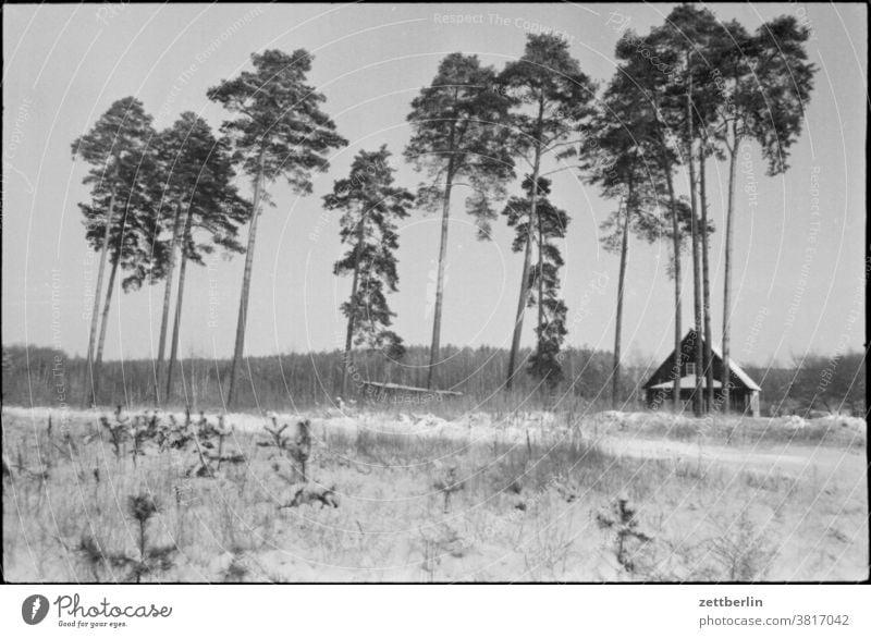 Haus im Schnee am Waldrand haus wohnhaus einfamilienhaus wald winter einsam abgeschiedenheit einsamkeit urlaubm ferien waldrand baum reihe baumreihe allee