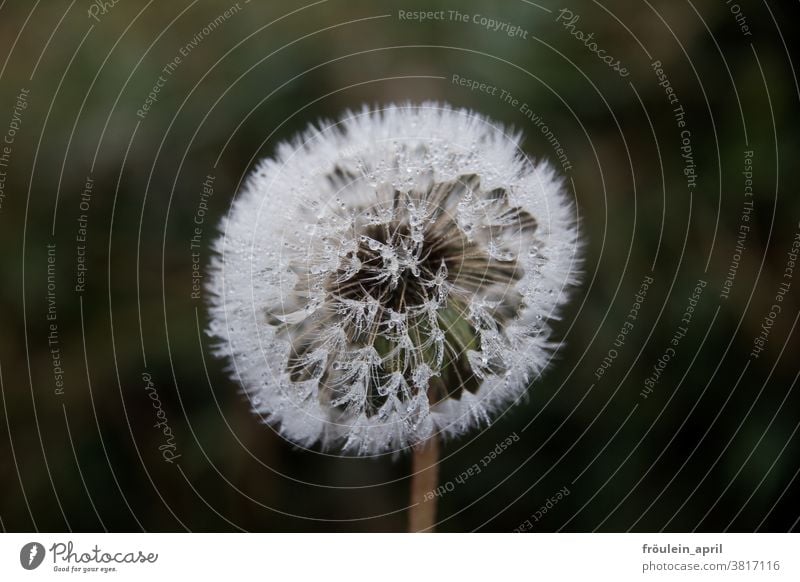 Tau zum Pusten Löwenzahn Pusteblume Blume Pflanze weiß Wasser Tropfen Natur Nahaufnahme Frühling Samen Detailaufnahme Außenaufnahme Farbfoto Wildpflanze Blüte