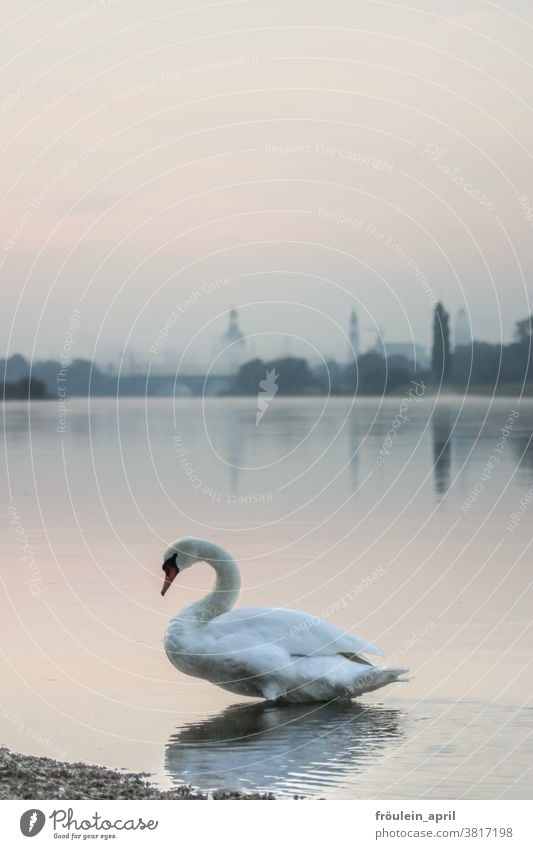 Schwan mit Nebel Tier Fluss Flussufer Wasser Außenaufnahme Natur Farbfoto Vogel weiß Menschenleer Tag Umwelt Wildtier natürlich Textfreiraum oben Licht schön