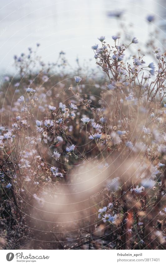 viel von zart Blumen Natur Pflanze Blüte Frühling Farbfoto Blühend Außenaufnahme Sommer Wiese natürlich Menschenleer Schwache Tiefenschärfe Umwelt Tag Unschärfe