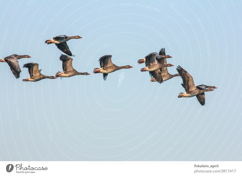 Auszug - Graugänse im Flug Vogel Vogelschwarm Zugvögel Graugans Gans fliegen reisen Zugvogel Himmel Wildtier Außenaufnahme Natur Tier Farbfoto Tiergruppe