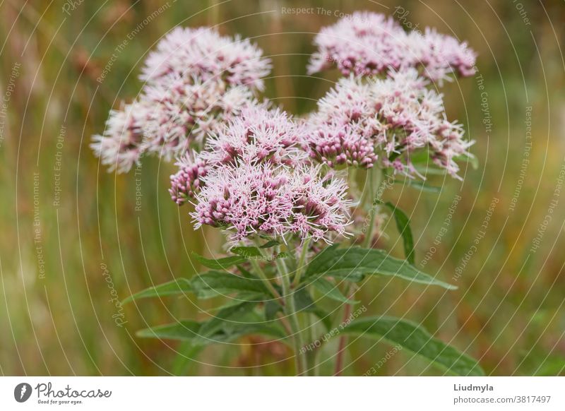 Valeriana officinalis oder Katzengras, das auf der Wiese blüht. Nahaufnahme alternativ aromatisch Blütezeit Überstrahlung Blühend botanisch Knospen Feld Flora