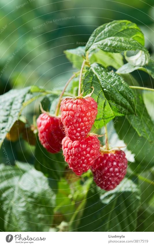 Der Zweig der roten reifen Himbeeren, der im Obstgarten wächst Ackerbau Hintergrund schön Beeren Botanik Ast Haufen Buchse abschließen Nahaufnahme