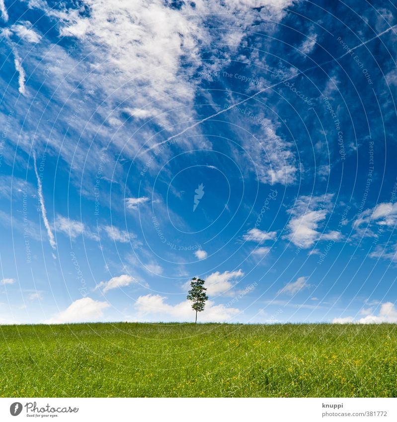 summertime Umwelt Natur Landschaft Pflanze Urelemente Luft Himmel Wolken Horizont Sonne Sonnenlicht Sommer Klima Klimawandel Wetter Schönes Wetter Baum Gras