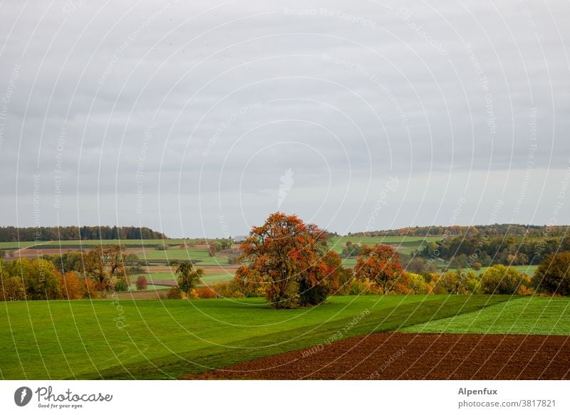 Fahndungsbild: Herbst (ausgebrochen!) Jahreszeiten Oktober Klima mehrfarbig Herbstbeginn Natur Herbstlaub Blatt Herbstfärbung herbstlich Umwelt Tag Licht