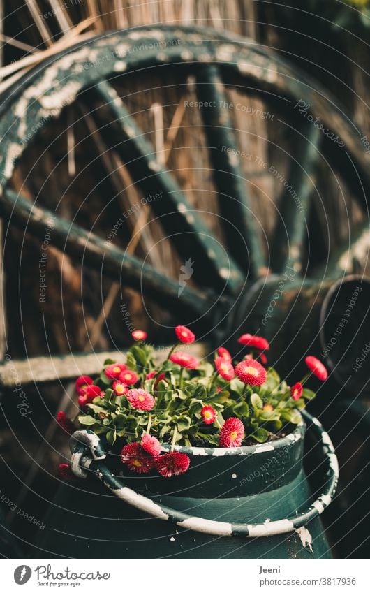 Eine alte Milchkanne mit einer pinken Blume - im Hintergrund ein altes hölzernes Wagenrad Bauernhof Kanne Sommer Dekoration grün Pflanze Alm Natur Blüte Garten