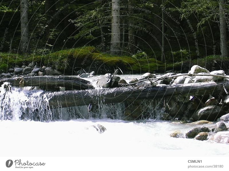 Gebirgsbach Staustufe Bach Wildbach Berge u. Gebirge Wasser Wildes Wasser