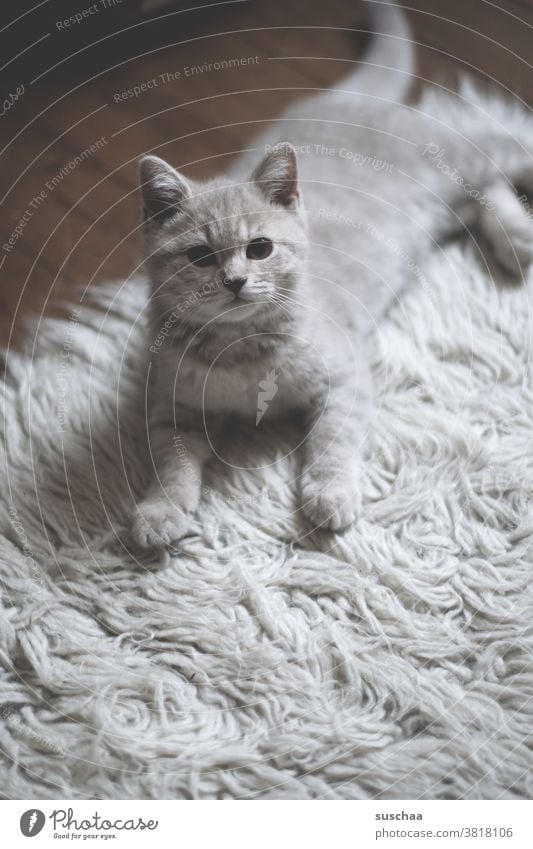 stubentiger Katze Kater Katerchen Kitten Fellnase Stubentiger Raubtier Tier Haustier Hauskatze Tierporträt kuschlig niedlich Tierliebe Blick Tierjunges Teppich