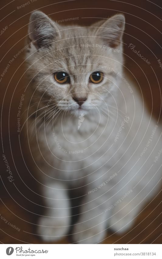 beigefarbenes katerchen Katze Kater Fell Haustier Hauskatze Tier niedlich kuschlig Tiergesicht Blick Tierporträt Katzenkopf Schnurrhaar Schnauze Katzenauge