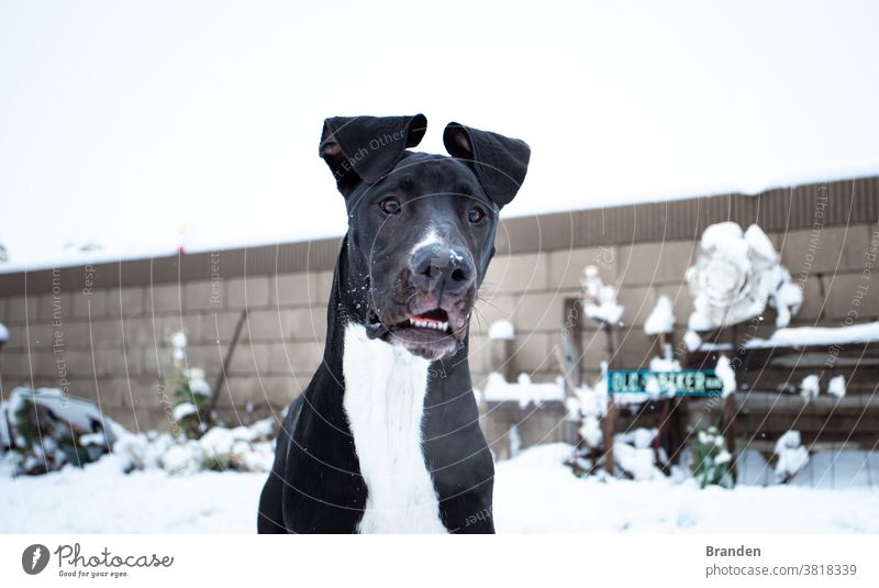 Schöner Deutsche Dogge-Welpe im Schnee Farbfoto Außenaufnahme Schlitten Winter Hund Wege & Pfade fahren Abenteuer weiß Rudel Tiergruppe Geschwindigkeit rennen