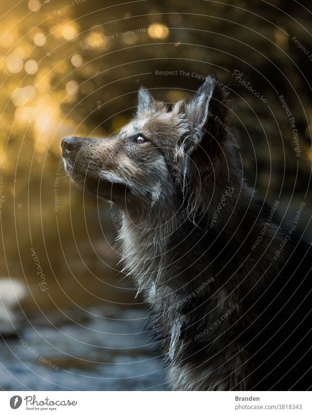 Wunderschönes Hundeporträt bei Sonnenuntergang Säugetier Frau Spaziergang weiß Wärme Natur Schäferhund Sommer Außenaufnahme Landschaft Gassi gehen Haustier