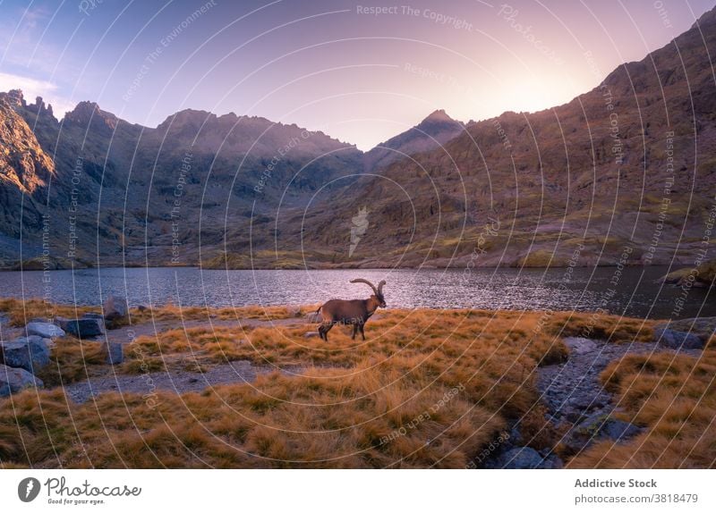 Wilde Ziege auf Gras in der Nähe von See und Bergkette wild Berge u. Gebirge Natur Fauna Pflanzenfresser Tier Sonnenuntergang Himmel wolkig Fluss Rippeln glühen