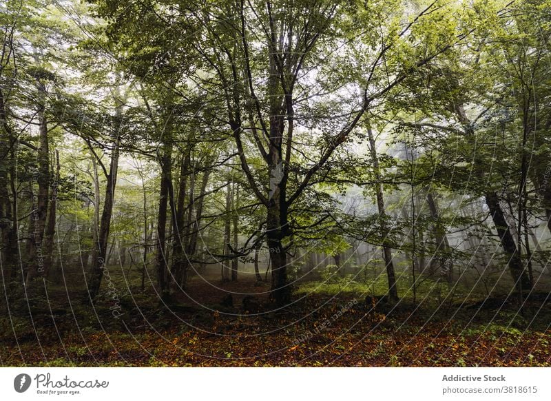 Überwucherte Bäume im nebligen Wald unter Himmel Baum Nebel Natur Waldgebiet vegetieren Umwelt Wachstum Hügel Mysterium Wetter Einsamkeit Gras wachsen hell