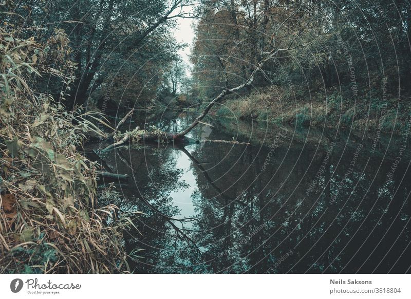 kleiner Fluss im Wald im Oktober Niederlassungen braun Sträucher Farbe Land Flora Gras grün Blätter Natur Röhricht Pflanze Lettland platschen Herbst strömen