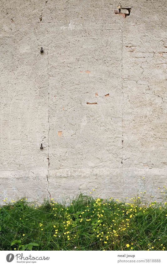 Hausfassade mit zugemauerter Tür Gebäude Fassade Wand Verputz geschlossen alt Eingang skurril Kontrast Vergangenheit versperrt Distanz Gras grau grün Verfall