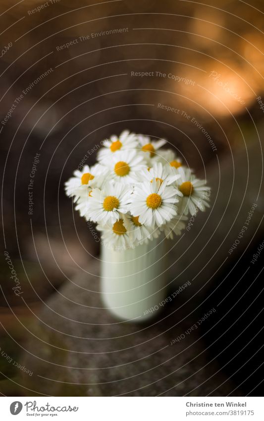 Ein kleiner Strauß Gänseblümchen in einer weißen Vase steht auf dem Rand eines alten Steintrogs. Hintergrund mit schwacher Tiefenschärfe und Bokeh. Blumenstrauß