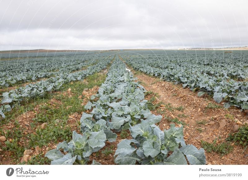 Brokkoli-Plantage Feld Brokkolipflanze Schonung Ackerbau Nutzpflanze Landschaft landwirtschaftlich Farbfoto Ernte Bauernhof Gemüse grün Pflanze Außenaufnahme