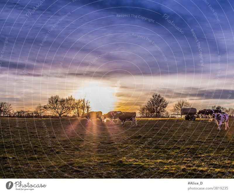 Kühe weiden Ackerland bei Sonnenuntergang Deutschland Landschaft Natur Ackerbau Tier Tiere Rindfleisch schwarz Wade Cloud Kuh Molkerei heimisch Bauernhof