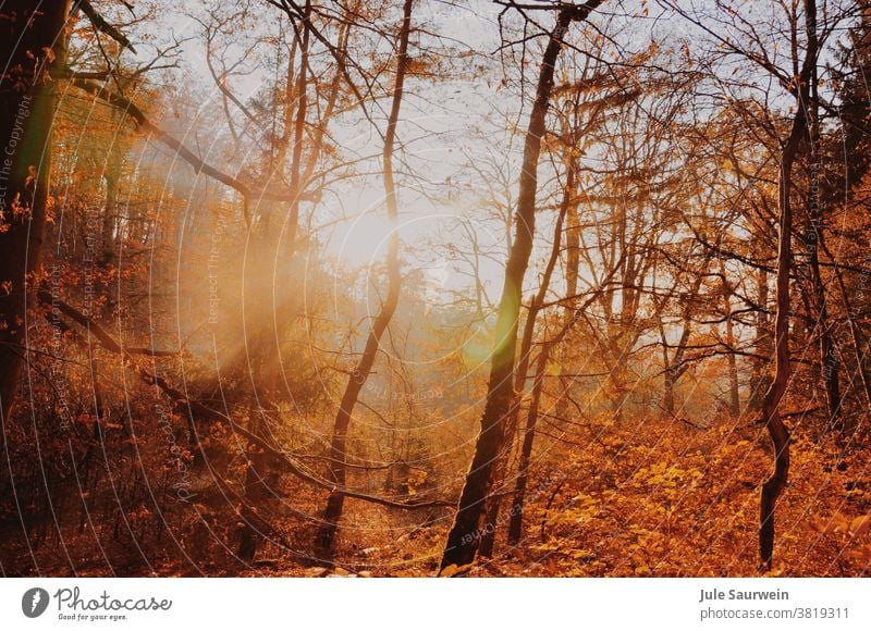 Sonnenstrahlen zwischen den Bäumen bei bestem Herbstwetter. Die Sonne scheint, die Blätter im Wald sind verfärbt und leuchten. #herbst #sun #sunshine #sonne