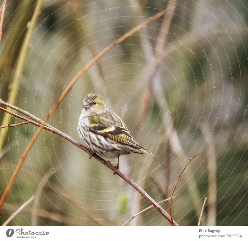 Zeisig - Weibchen #natur Farbfoto Tier Außenaufnahme Tierporträt Vogel