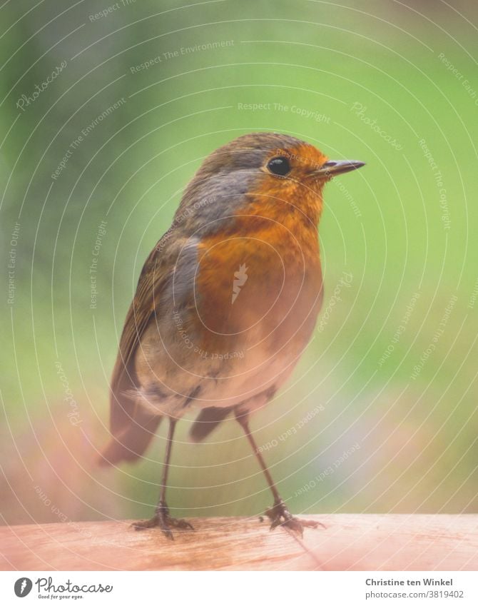 Neugieriges Rotkehlchen steht auf der Kante eines Holztisches und schaut zur Seite. Nahaufnahme mit schwacher Tiefenschärfe. Erithacus rubecula Wildtier 1 Tier