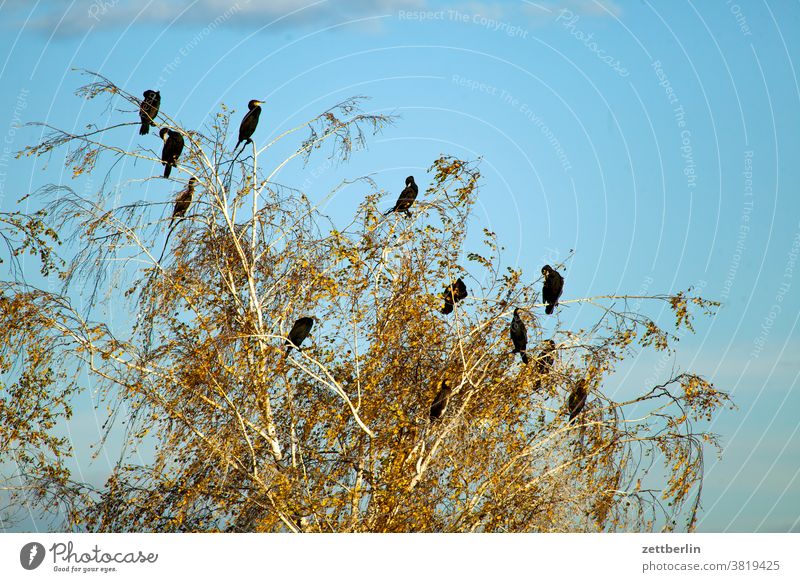 Kormorane abend anflug brandenburg dämmerlicht dämmerung herbst himmel kette linum natur naturschutz schoof schwarm sonnenuntergang umweltschutz vogel